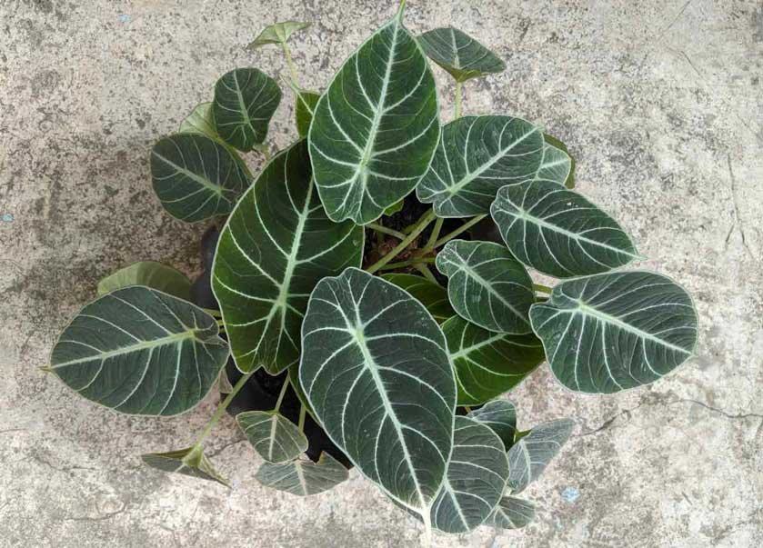 Alocasia-Black-Velvet-Plant