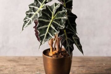 Alocasia-Polly-(Alocasia-amazonica)-Plants