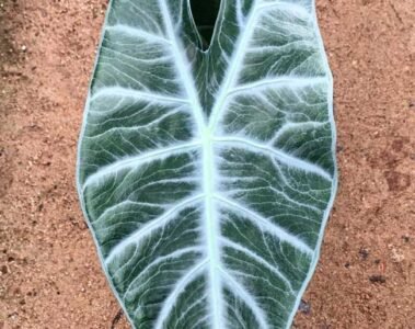 Alocasia-longiloba